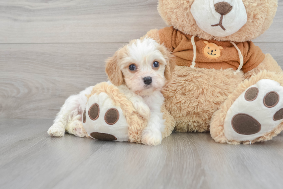 Petite Cavachon Designer Pup