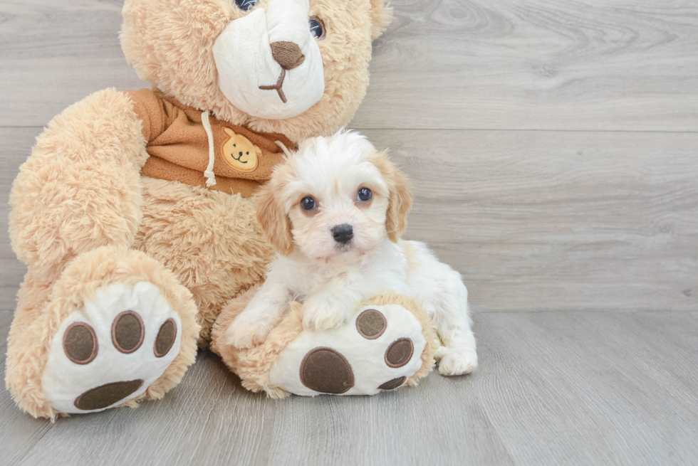 Happy Cavachon Baby