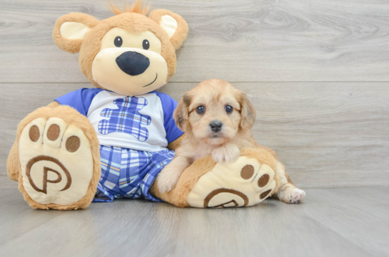 Little Cavalier Bichon Designer Puppy