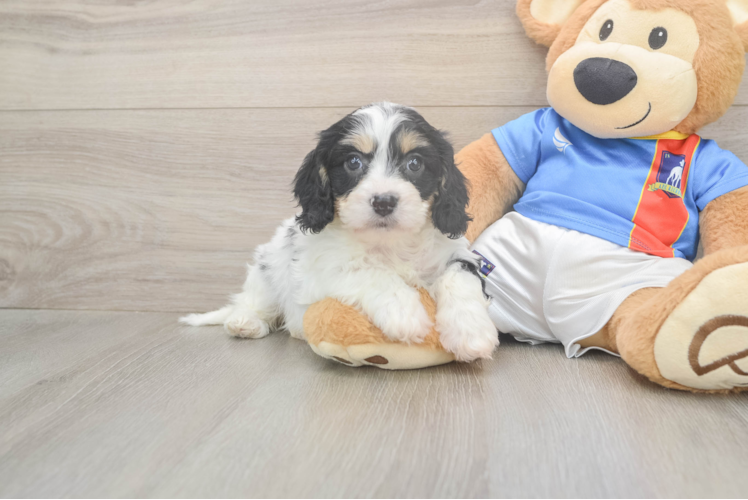 Funny Cavachon Designer Pup