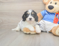 5 week old Cavachon Puppy For Sale - Premier Pups