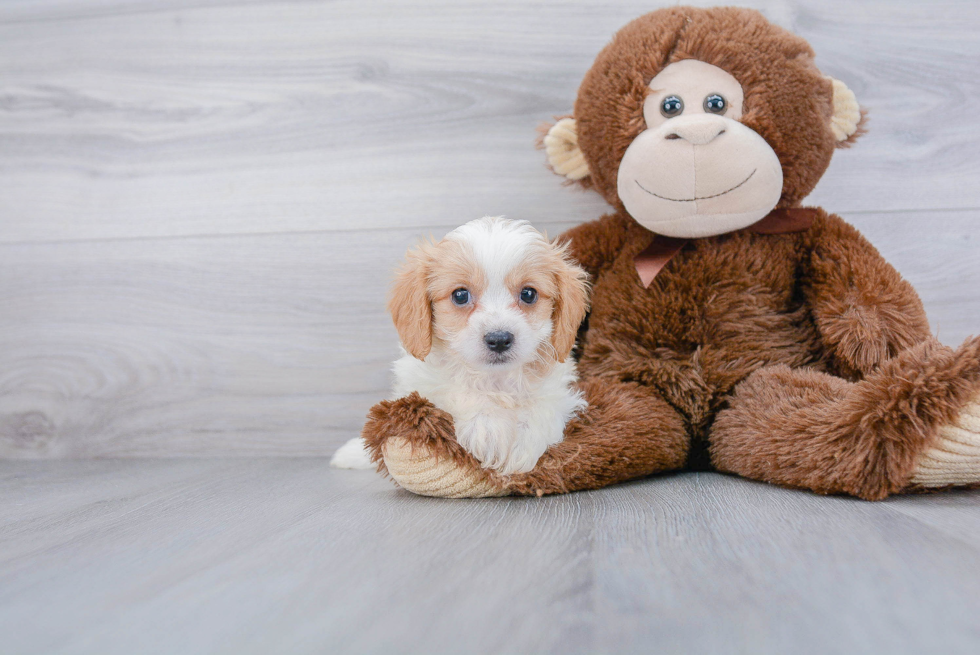 Smart Cavachon Designer Pup