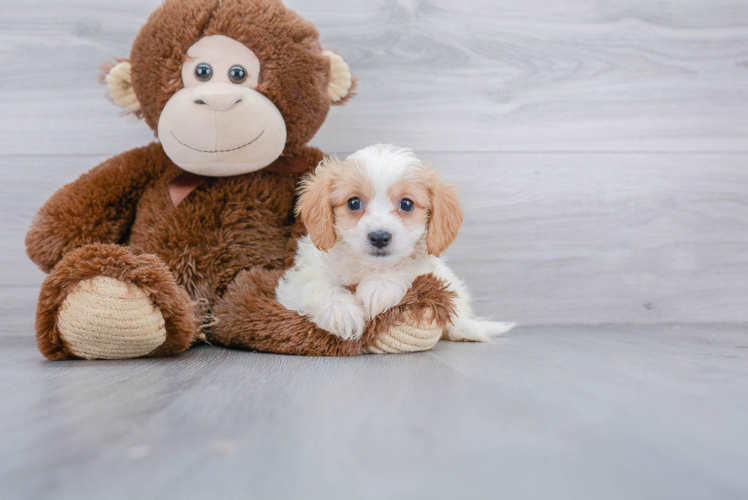 Cavachon Puppy for Adoption