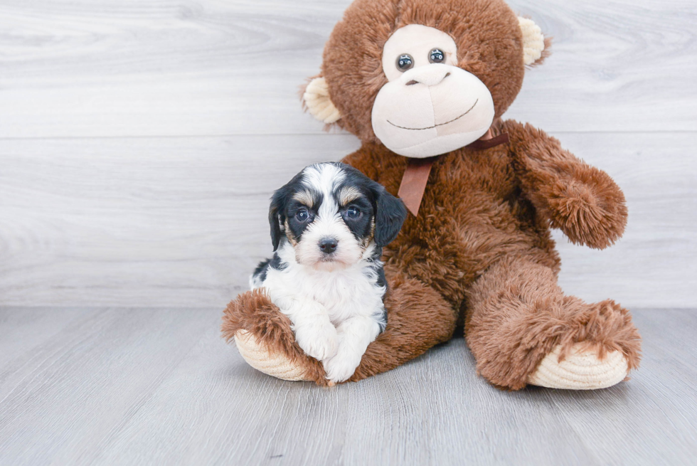 Popular Cavachon Designer Pup