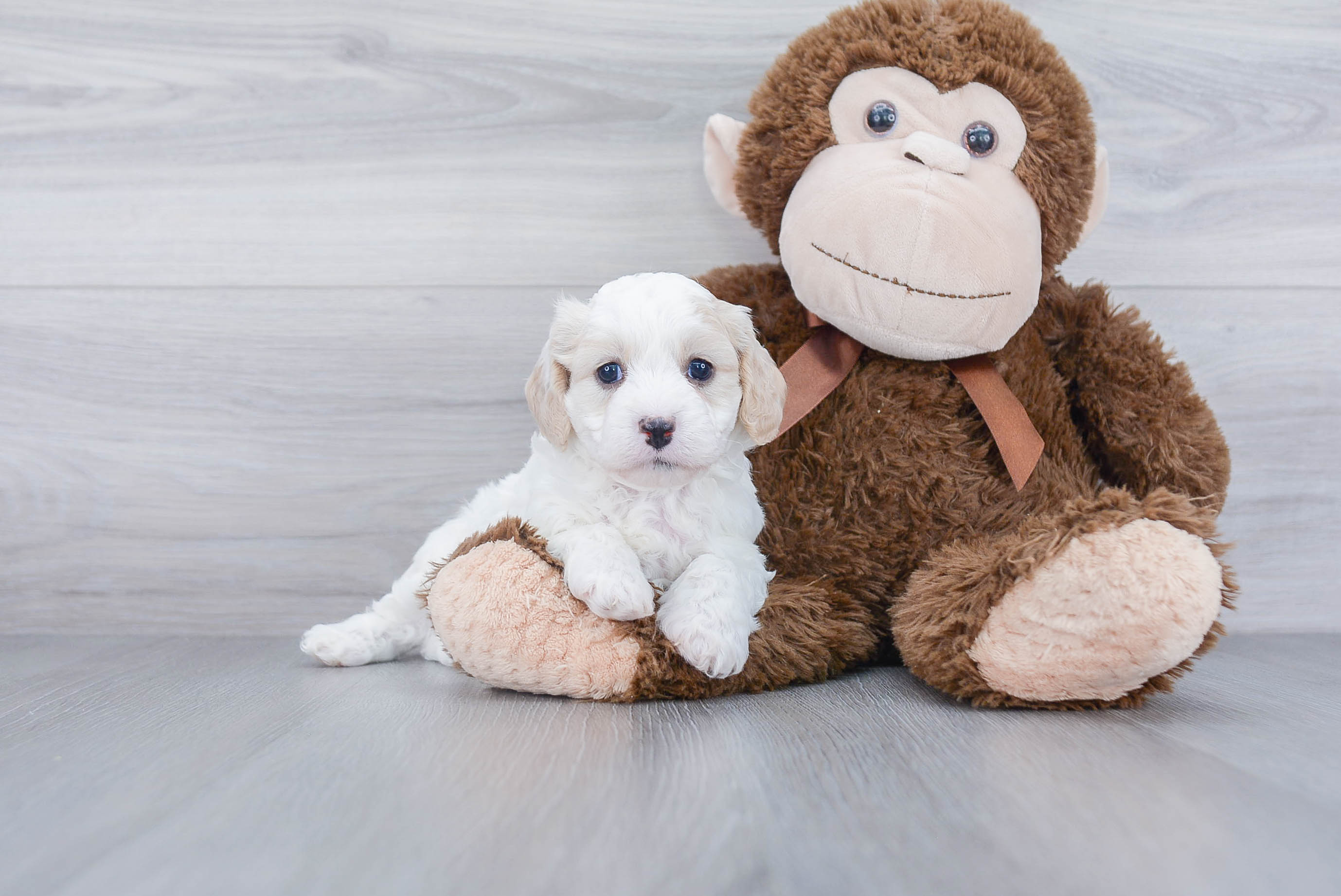 Popular Cavachon Designer Pup