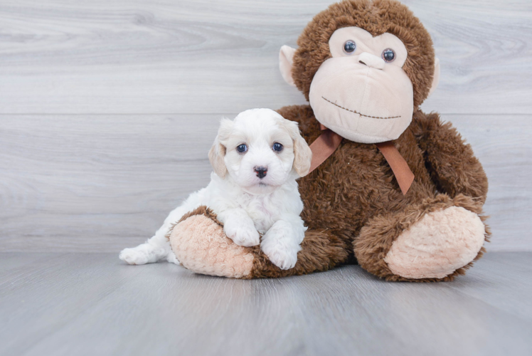 Popular Cavachon Designer Pup