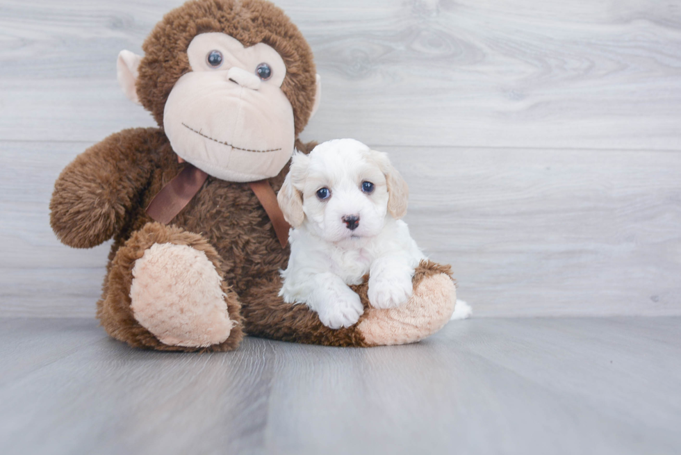 Cavachon Puppy for Adoption