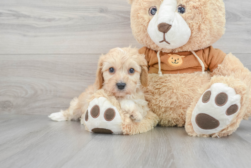 Cavachon Pup Being Cute