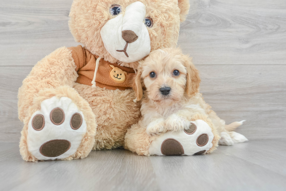 Happy Cavachon Baby