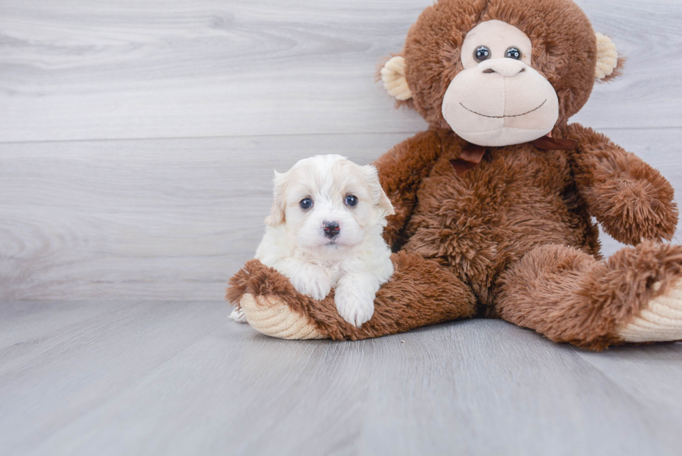 Best Cavachon Baby