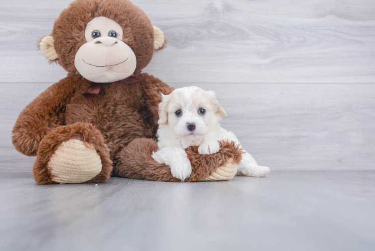 Cavachon Pup Being Cute