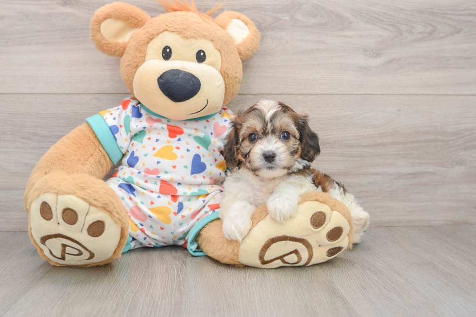 Cavachon Puppy for Adoption