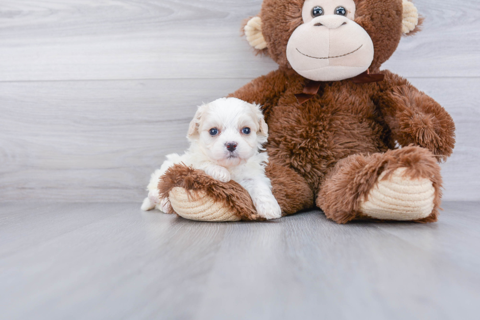 Cute Cavachon Baby