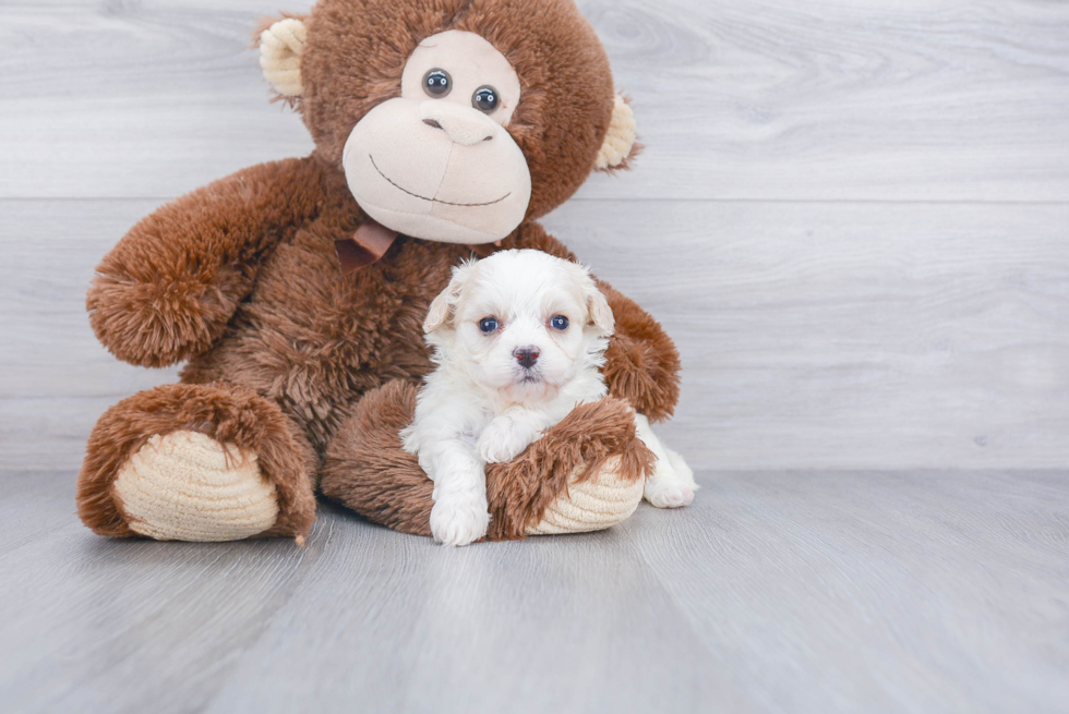 Popular Cavachon Designer Pup