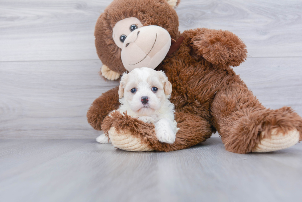 Cavachon Pup Being Cute