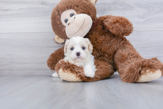 Cavachon Pup Being Cute