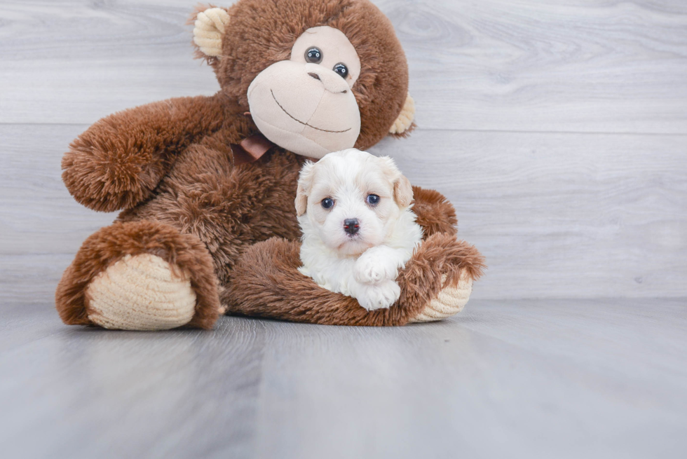 Best Cavachon Baby