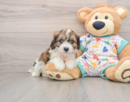 6 week old Cavachon Puppy For Sale - Premier Pups