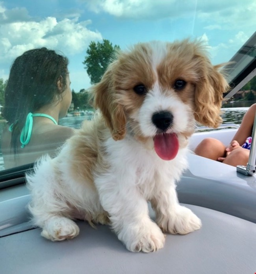 Cream and white Cavachon puppy sitting on a boat