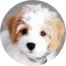 Cavachon Puppies For Sale - Premier Pups Cavachon Puppies For Sale - Premier Pups