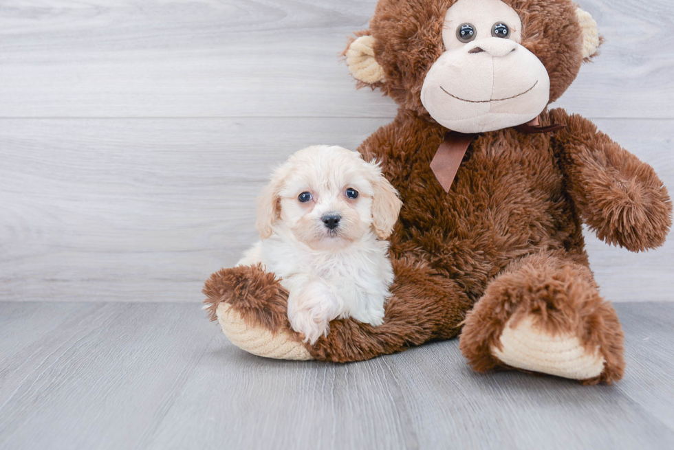 Best Cavachon Baby