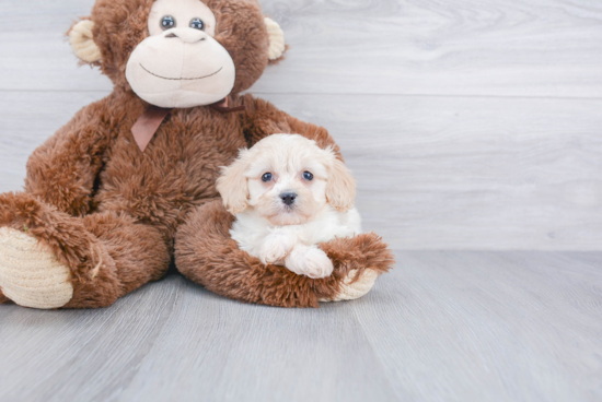 Cavachon Puppy for Adoption