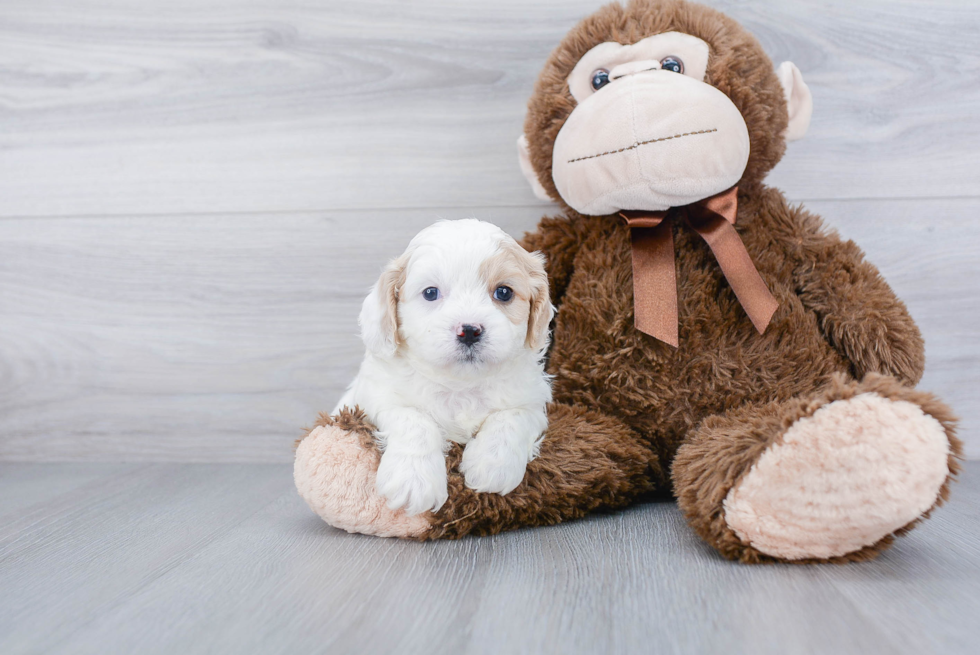 Popular Cavachon Designer Pup