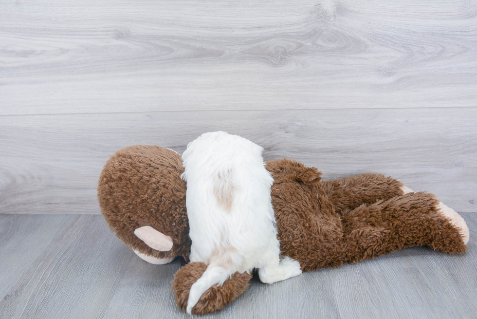 Cavachon Pup Being Cute