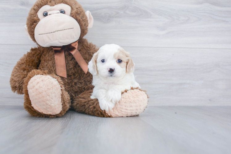 Cavachon Puppy for Adoption