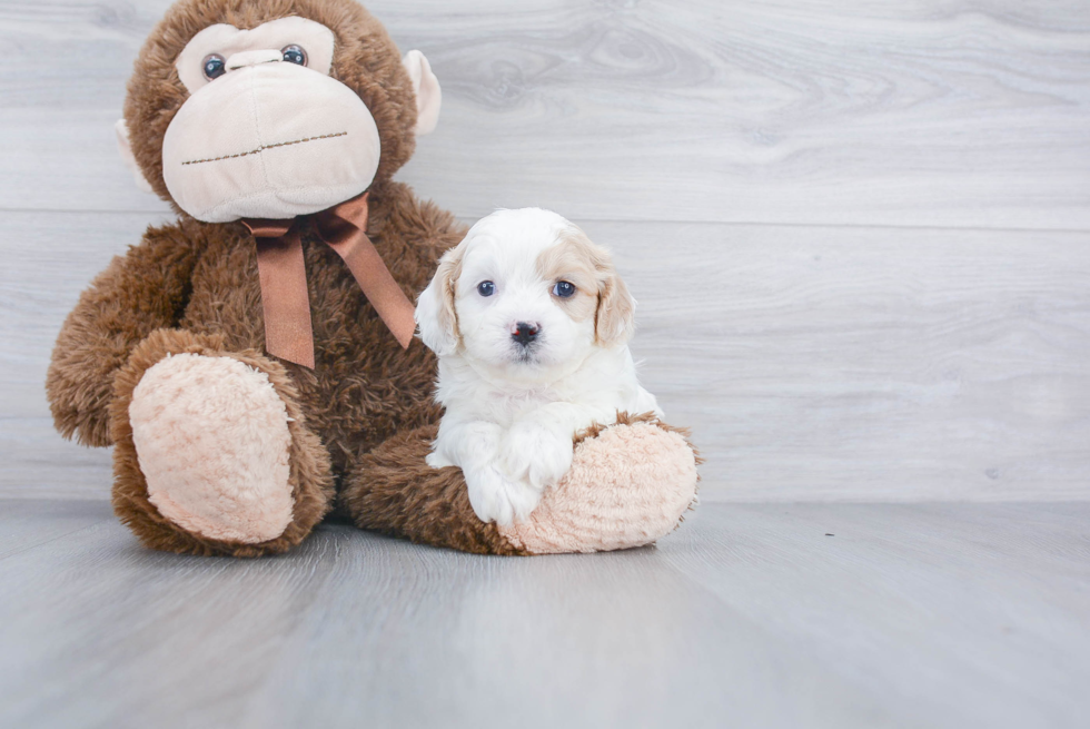 Cavachon Puppy for Adoption