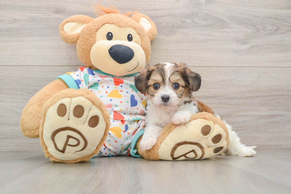 Cavachon Pup Being Cute