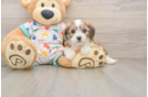 Cavachon Puppy for Adoption