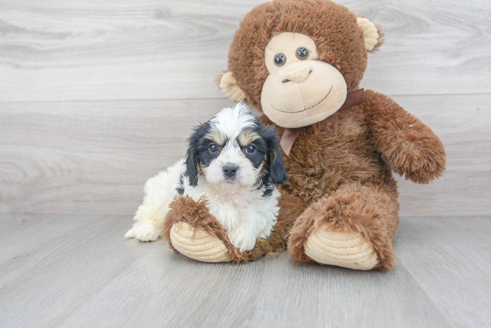 Cavachon Pup Being Cute