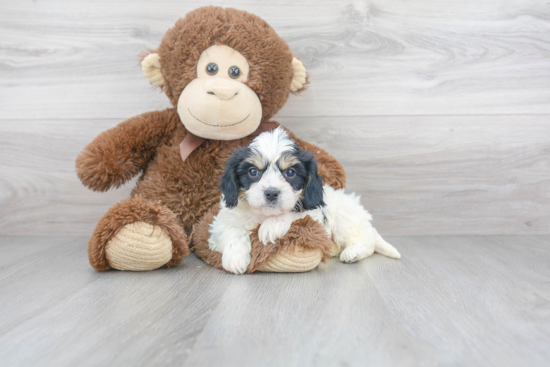 Cavachon Pup Being Cute