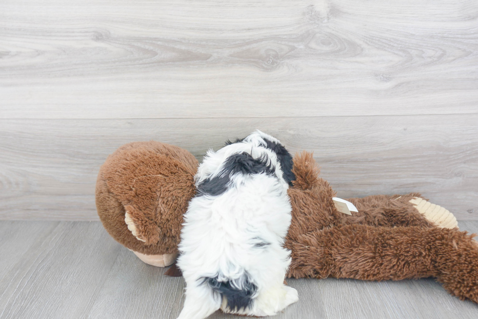 Cavachon Pup Being Cute