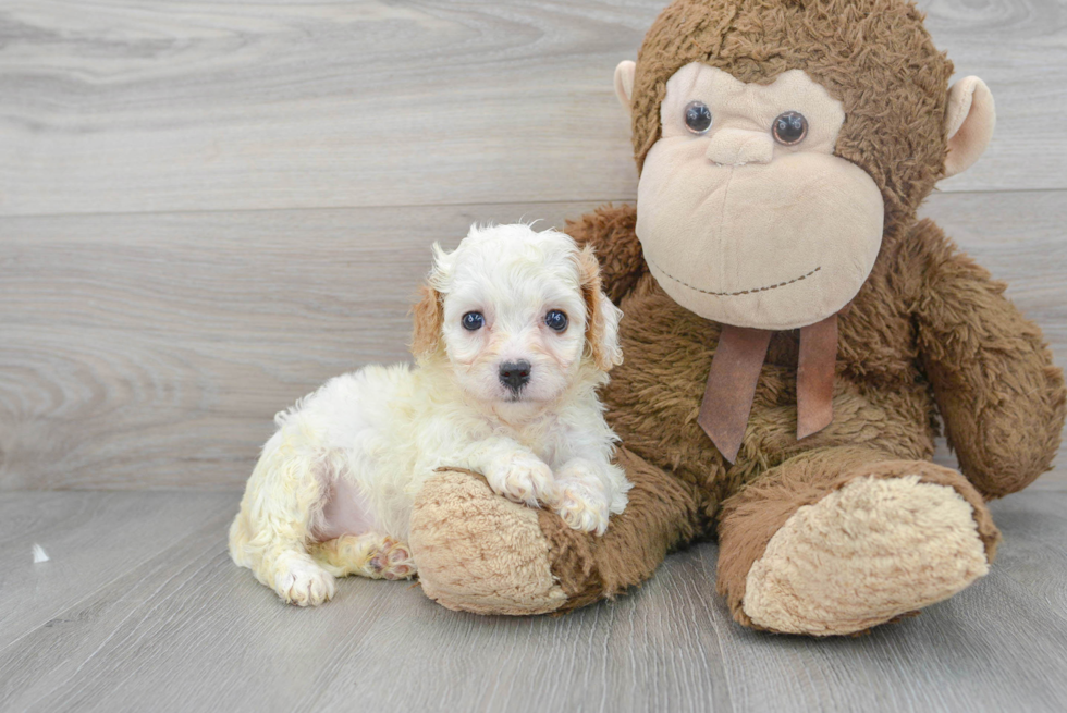 Best Cavachon Baby