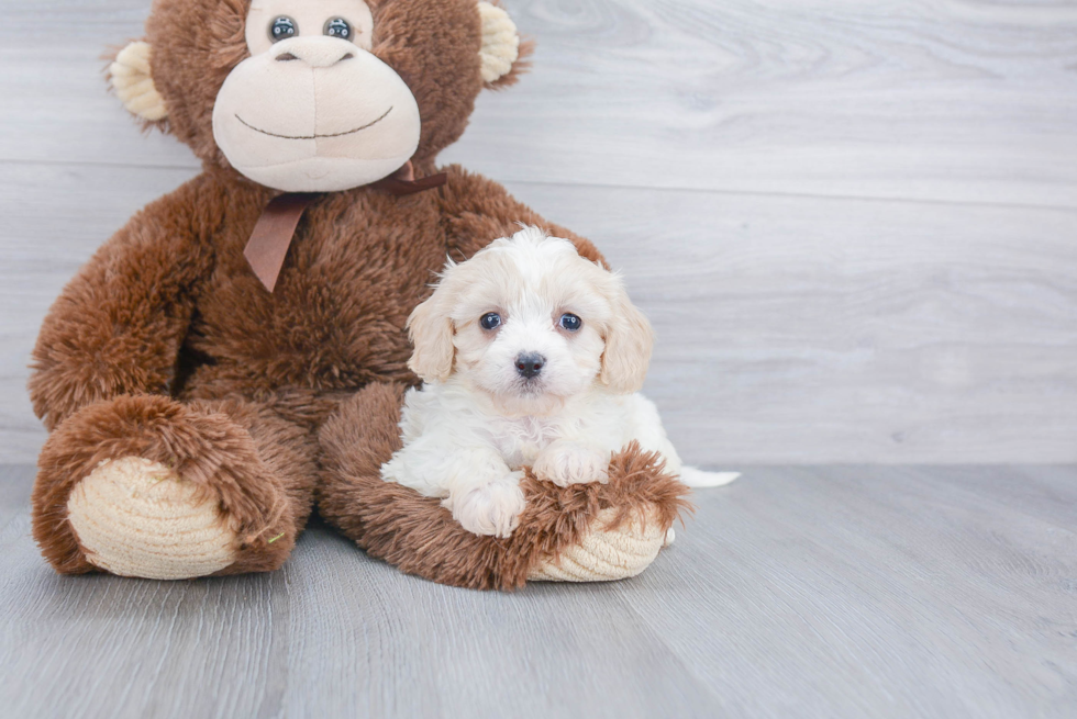 Petite Cavachon Designer Pup