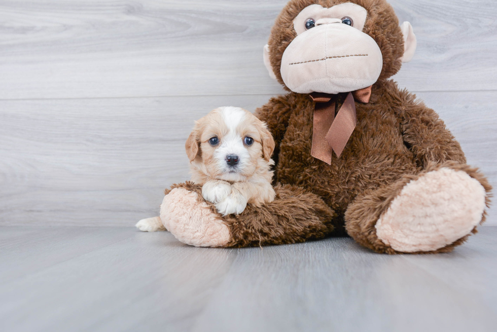 Popular Cavachon Designer Pup