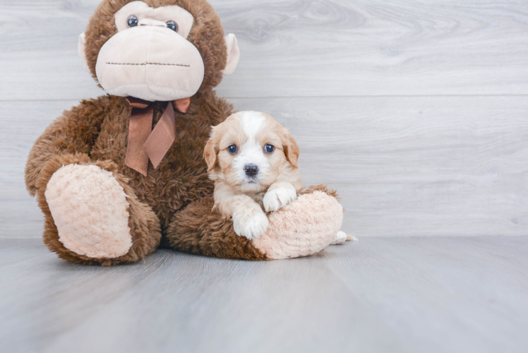 Cavachon Pup Being Cute