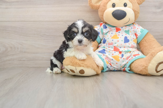 Cavachon Pup Being Cute