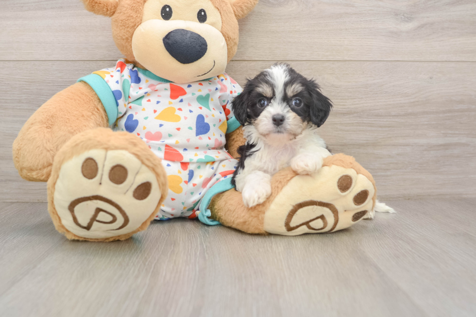 Petite Cavachon Designer Pup