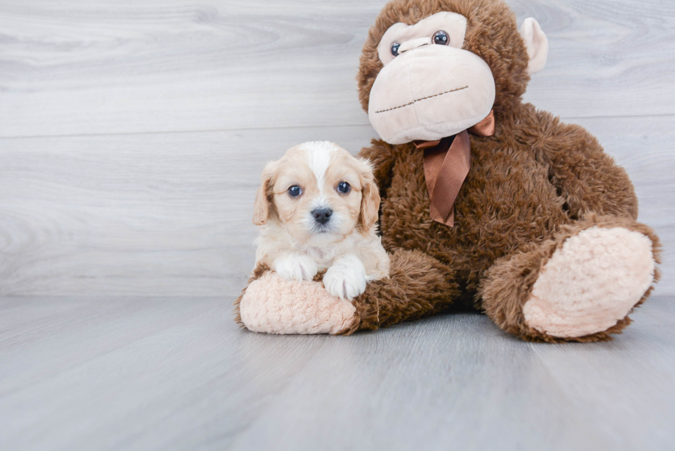 Cavachon Pup Being Cute