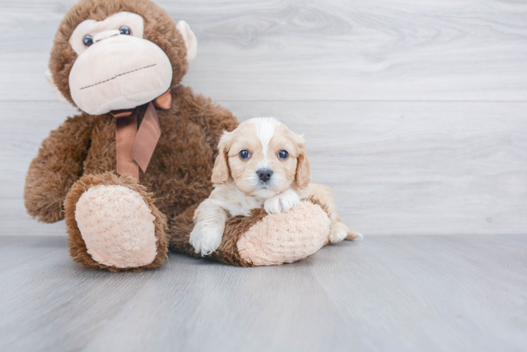 Cavachon Pup Being Cute