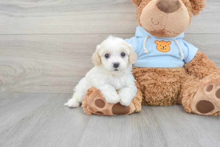 Best Cavachon Baby