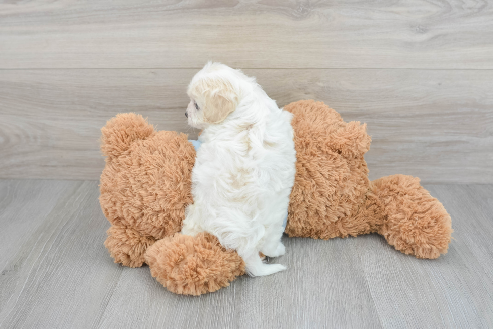 Petite Cavachon Designer Pup