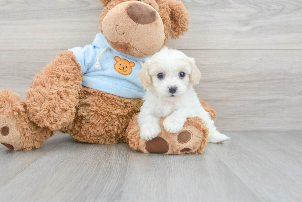 Small Cavachon Baby