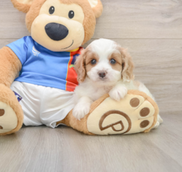 5 week old Cavachon Puppy For Sale - Premier Pups
