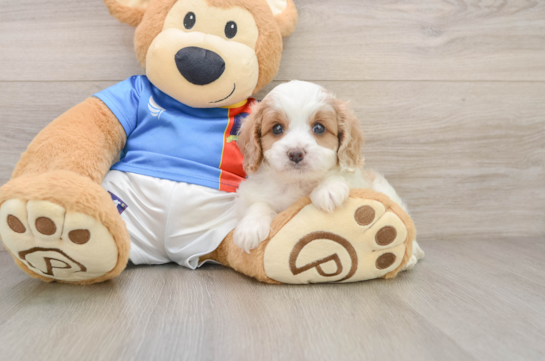 ROMAN, a Cavachon littermate