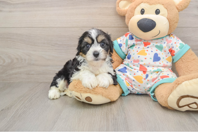 Cavachon Pup Being Cute
