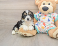 7 week old Cavachon Puppy For Sale - Premier Pups